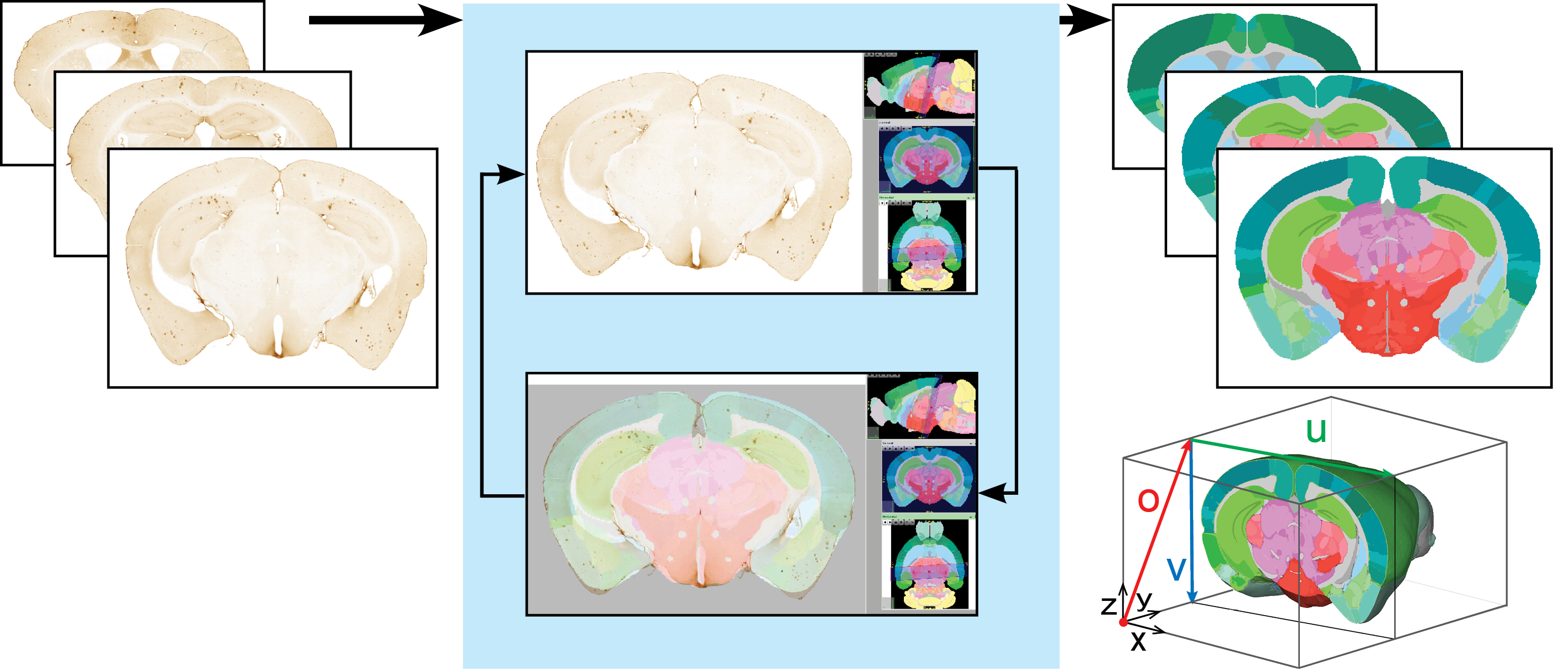BICCN_QNII_figure.png