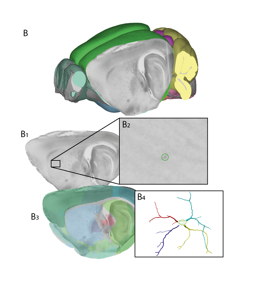 QNII_neuron_recons.png