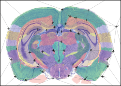 QNII_rat_illus_section.png