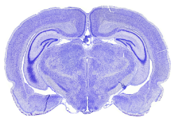 QNII_rat_illus_section.png