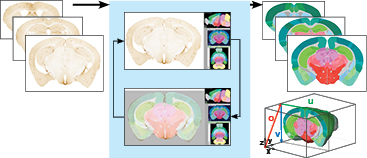BICCN_QNII_figure.jpg