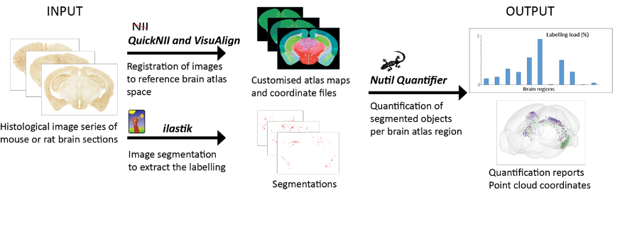 QUINT_workflow_pic.png